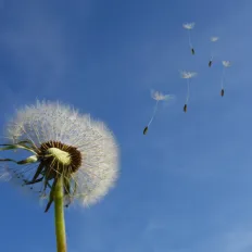 Pluisjes die wegvliegen van een paardenbloem
