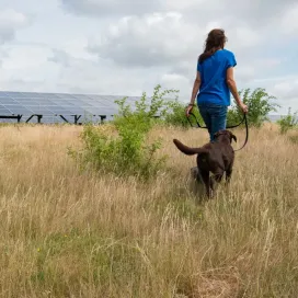 Vrouw met hond wandelend langs zonnepark